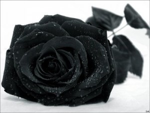 blackrose